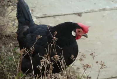 Chicken 1