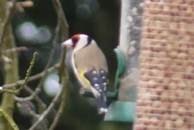 Goldfinch