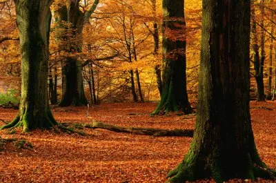 wood