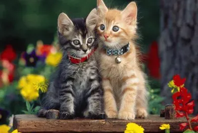 gatitos