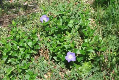 Fiori