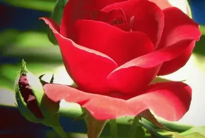 Rosa