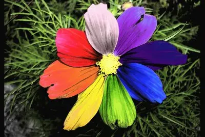 Rainbow Flower