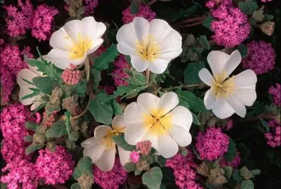 Dune Primrose and Sand Verbena
