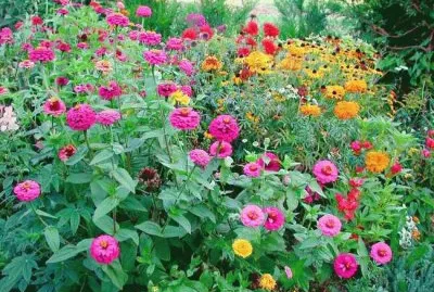 Flowers