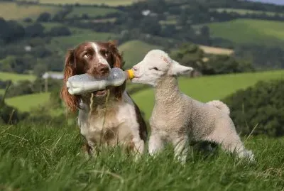 פאזל של perro alimentando a un corderito