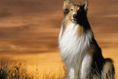 collie