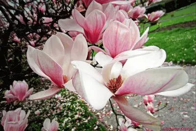 magnolia fleurs