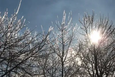 Morning beauty after freezing rain