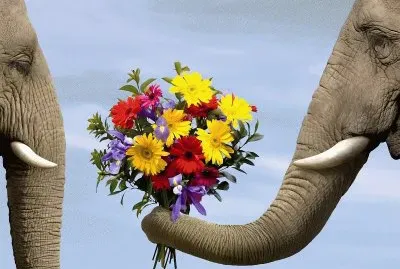 Elephant with Flowers