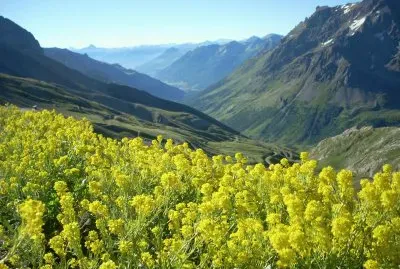 Fiori della Provenza jigsaw puzzle