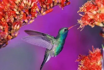 Humming Bird