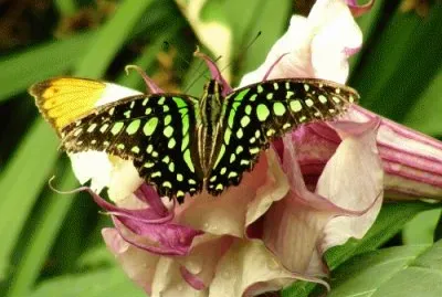 Beatiful Butterfly jigsaw puzzle