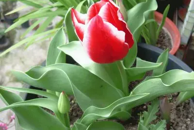 Tulipan
