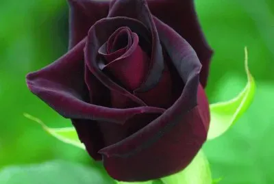 Rosa Negra