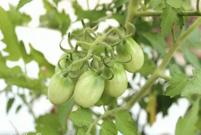 TOMATINHOS