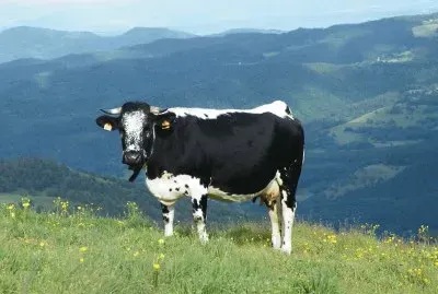 vache vosgienne