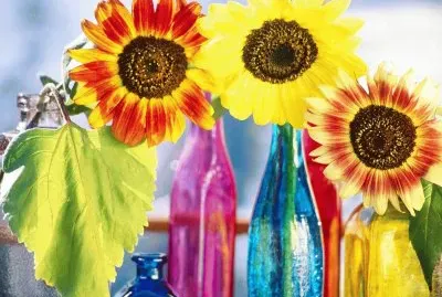 girasoles