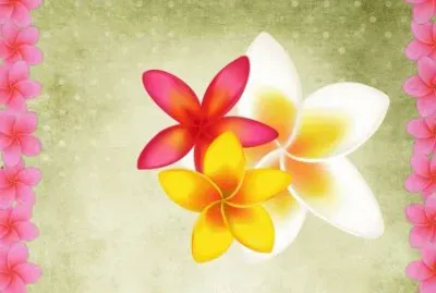 Plumeria
