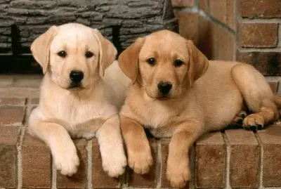 Double-Trouble-Labrador-Retrievers