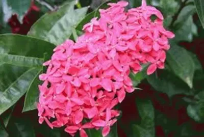Ixora jigsaw puzzle