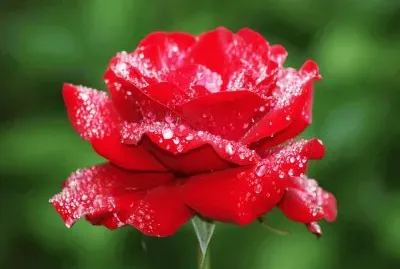 Flor roja jigsaw puzzle