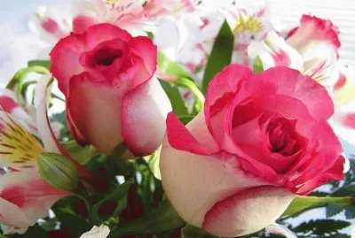 Rosas rosas