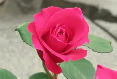 פאזל של rose