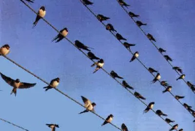 hirondelles