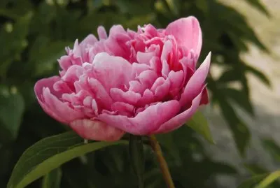 pivoine jigsaw puzzle