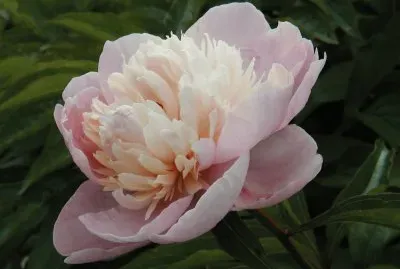 pivoine