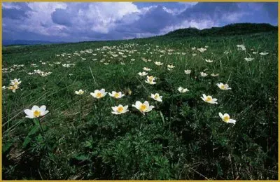 פאזל של anemone