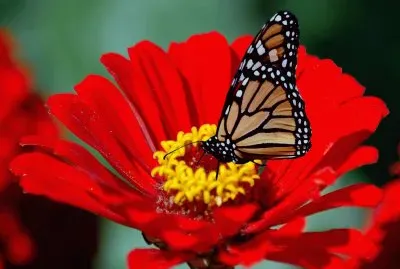 mariposa en una flor jigsaw puzzle