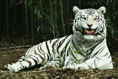 White Tiger
