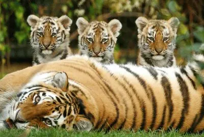 Siberian_Tigers