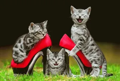 Catâ™¥
