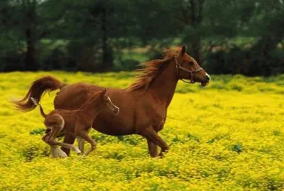 filhote jigsaw puzzle