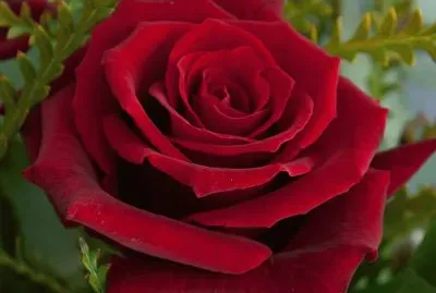 Rosa Vermelha jigsaw puzzle