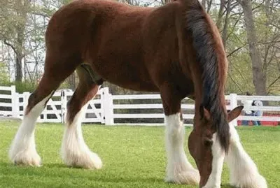 פאזל של Animals