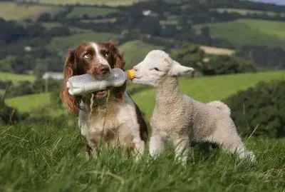 פאזל של spring