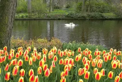 spring