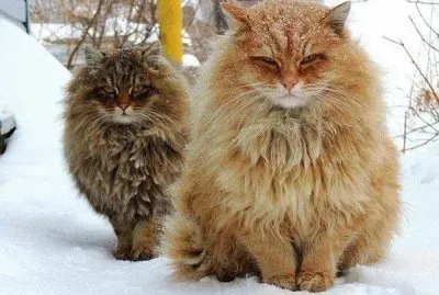 winter