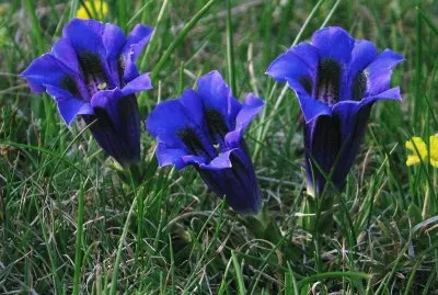 Genziana jigsaw puzzle