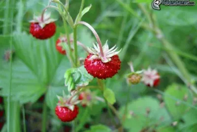 fraises des bois