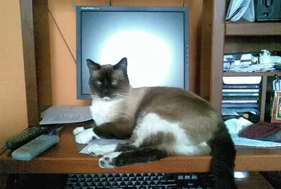 פאזל של Palomo