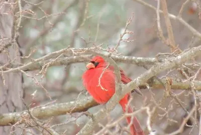 Cardinal