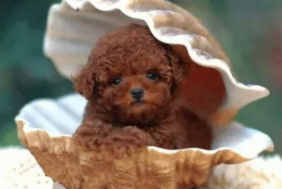 PERRITO EN CONCHA