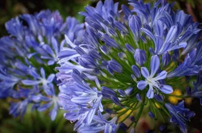 fleurs jigsaw puzzle