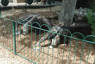 Anteater