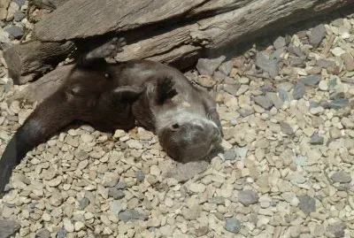 Otter